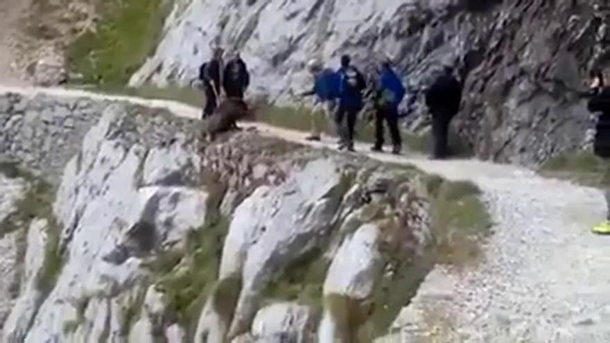 Unos excursionistas lanzan un jabalí al vacío en los Picos de Europa