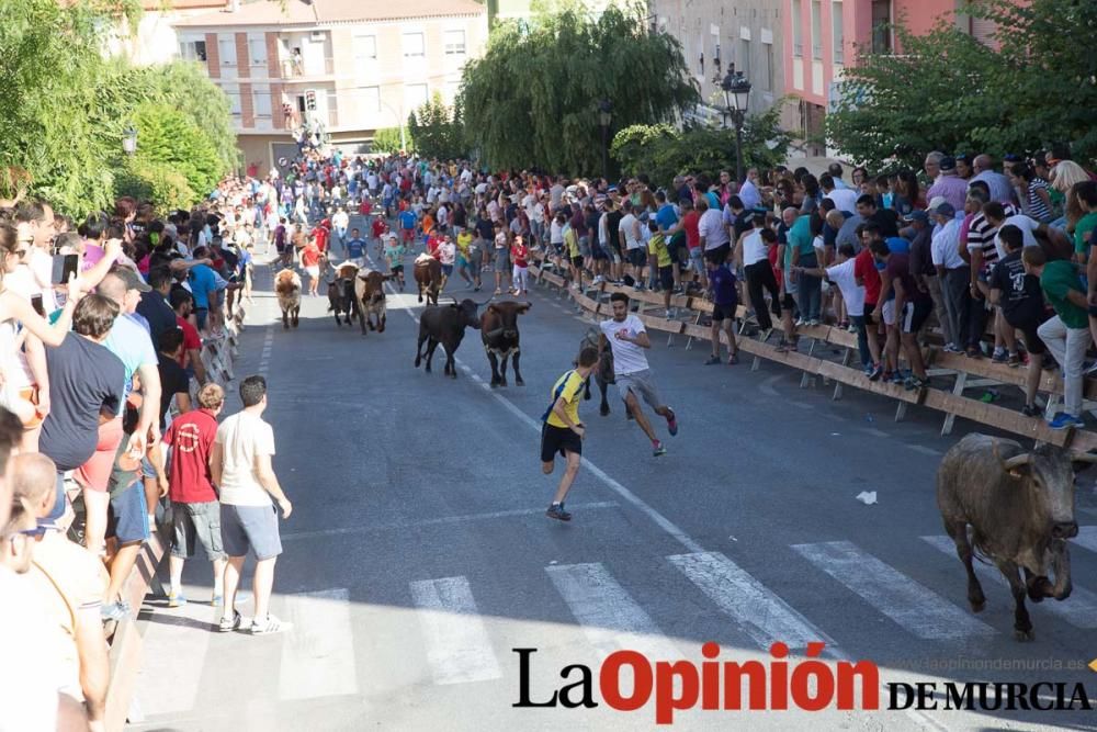 Última suelta de vacas en Moratalla