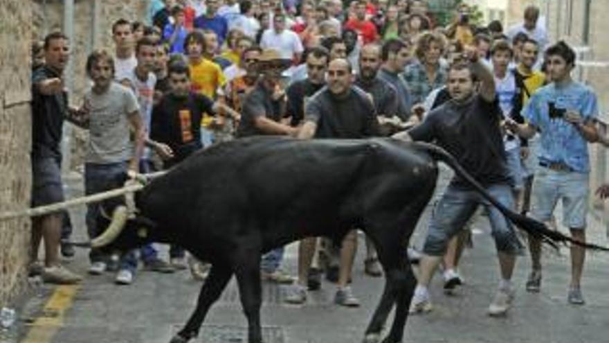 Beim correbou in Fornalutx wird ein Stier durch das Dorf getrieben.