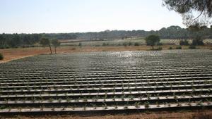 Los regadíos consumen gran cantidad de agua en Doñana