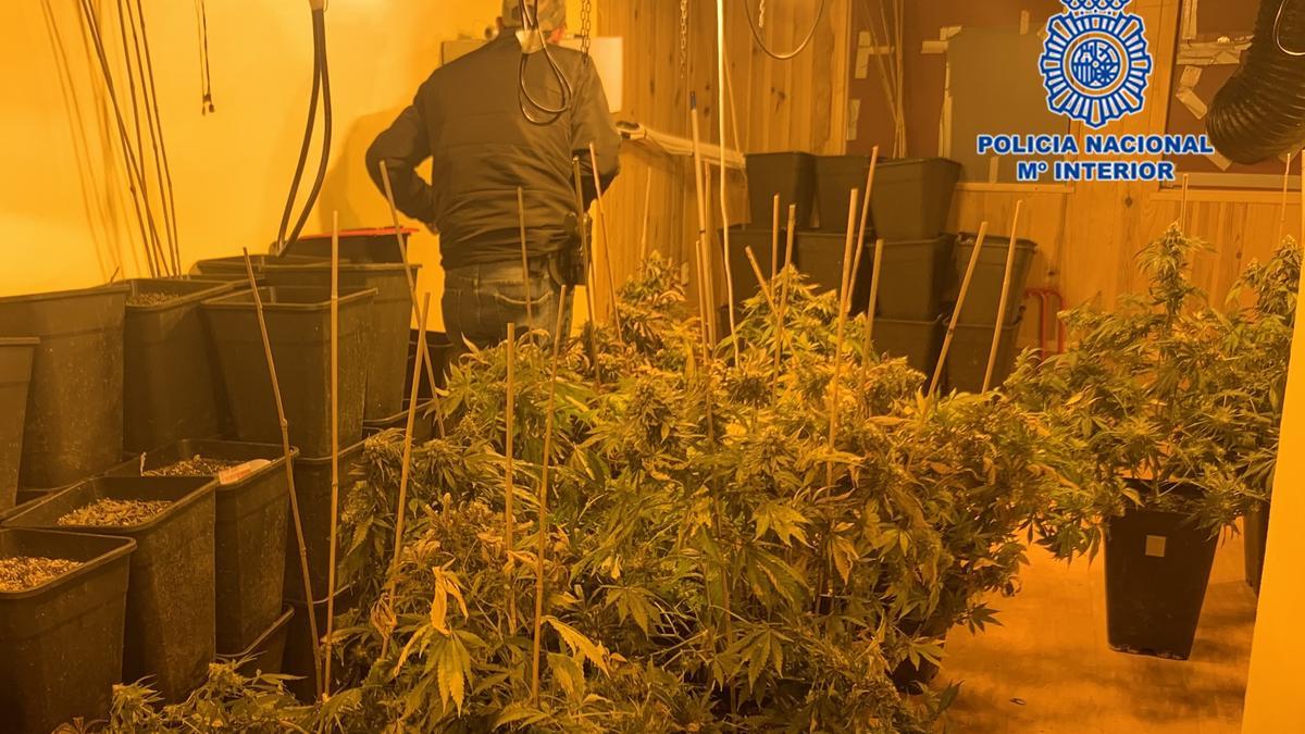 Plantación de marihuana intervenida por la Policía Nacional.