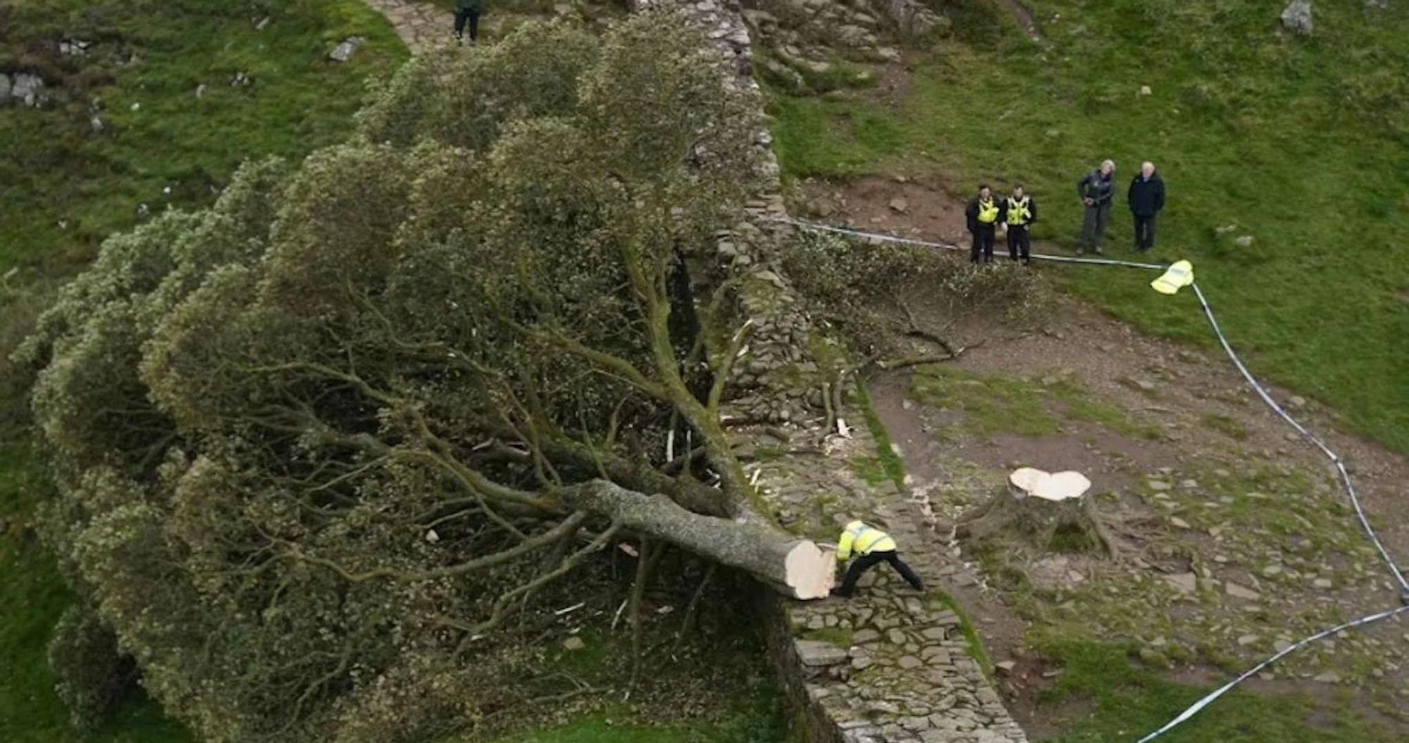 Estado en que ha quedado el árbol