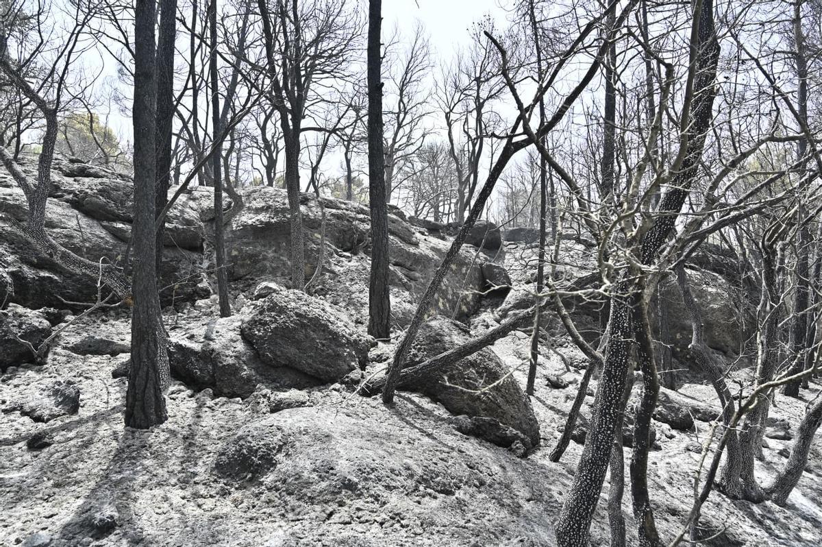 Masa forestal de La Cerollera calcinada por el incendio.