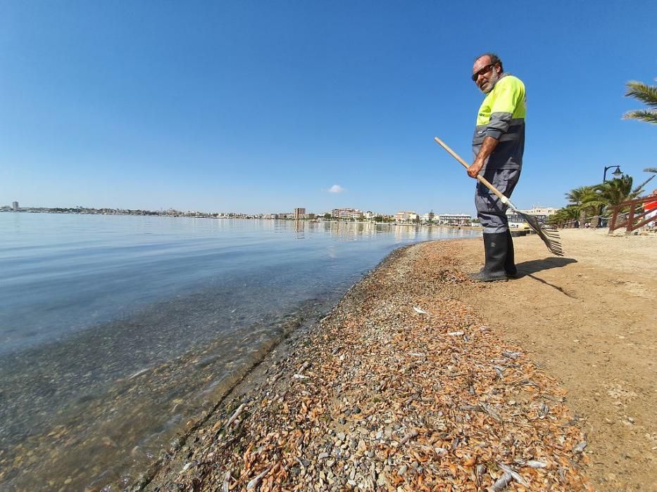 Mar Menor, una laguna sin vida