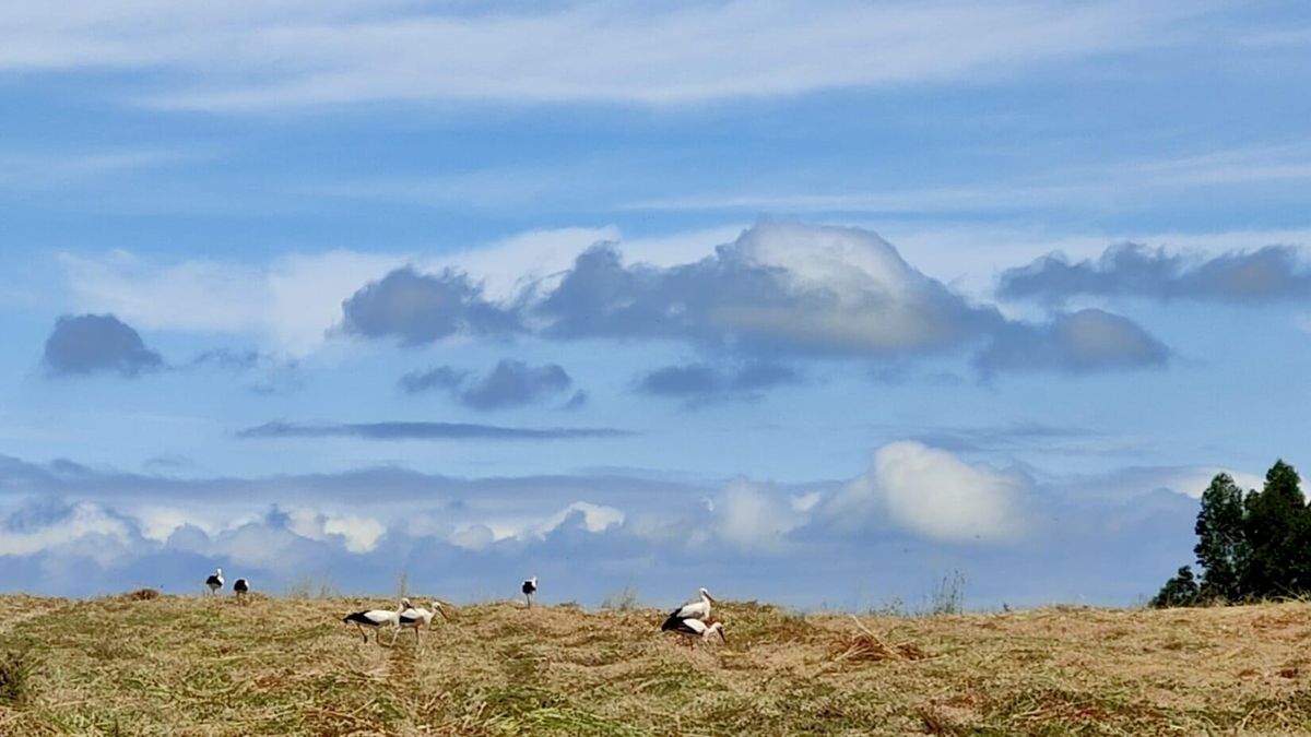 Las cigüeñas, en un prado de Silleda