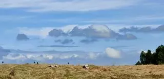 Inusual concentración de cigüeñas en Silleda