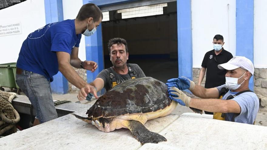 Encuentran una tortuga en Castelló