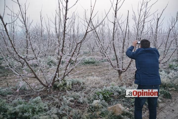 Helada del 17 de febrero de 2016 en Cieza