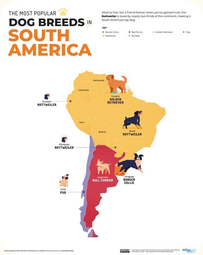 Los perros más populares de Sudamérica