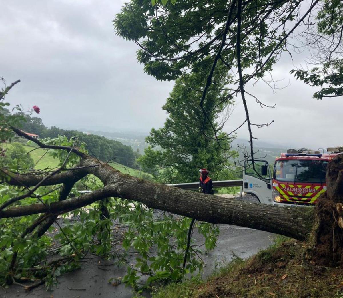 La lluvia deja decenas de árboles caídos y carreteras afectadas por desprendimientos