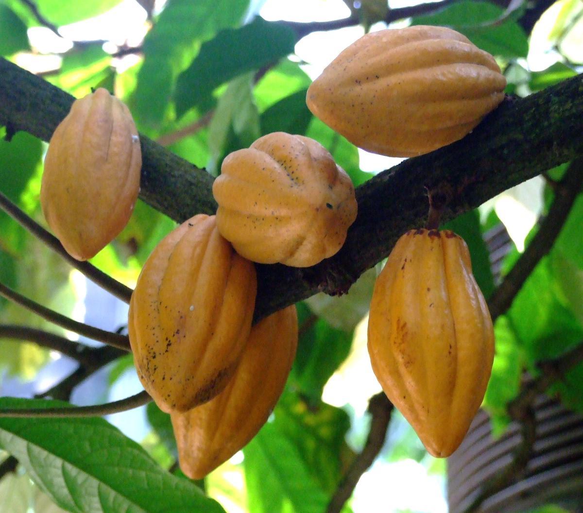 Planta de thebroma cacao, la especie que convirtió a Ecuador en la cuna del cacao.