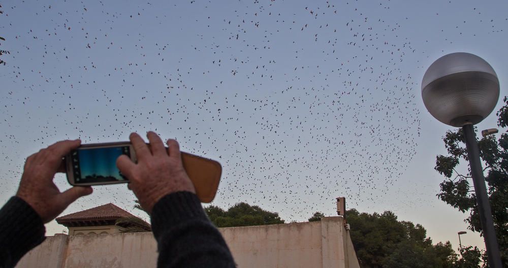 Invadidos por los estorninos en Alicante