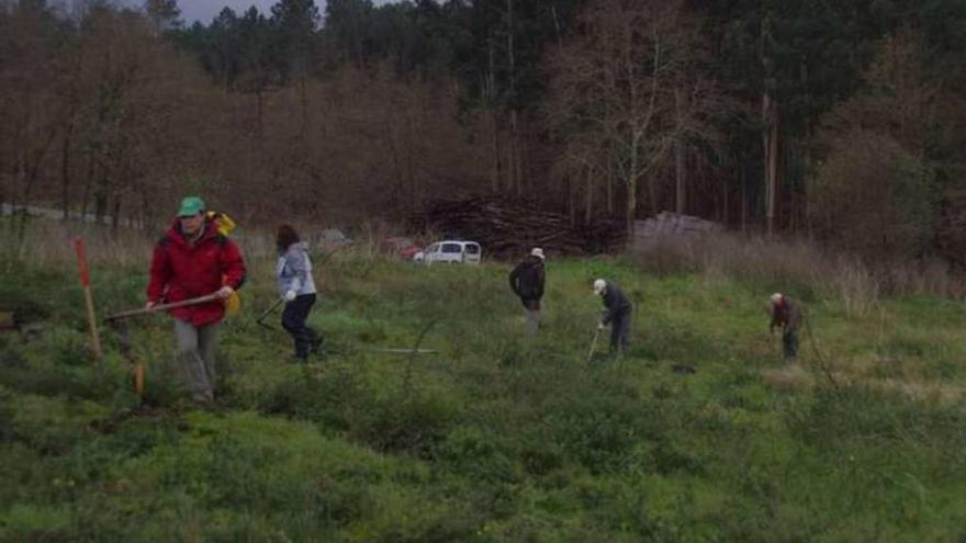 Labores de repoblación llevadas a cabo por Verdeval el pasado domingo en As Rasas (Couso). // Verdeval