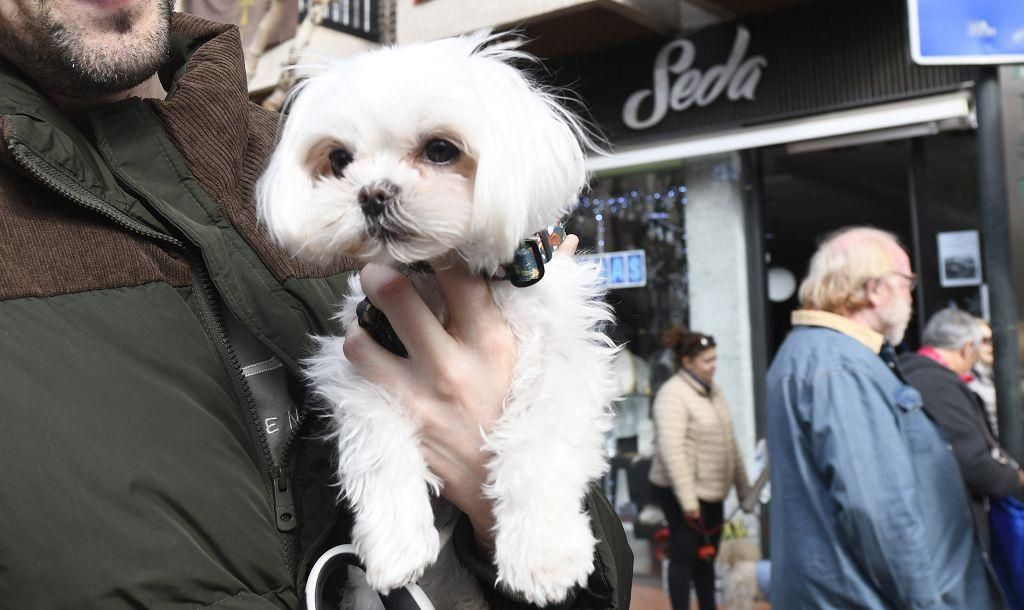 Así ha sido la bendición de animales por San Antón en Murcia