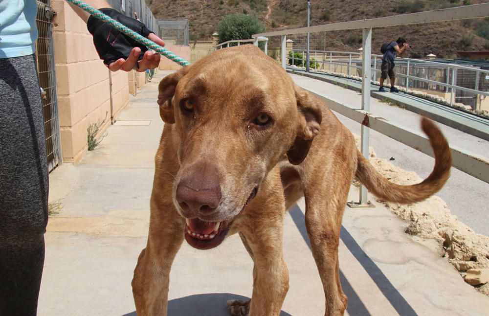 Visita a la Protectora de Animales y Plantas de Málaga