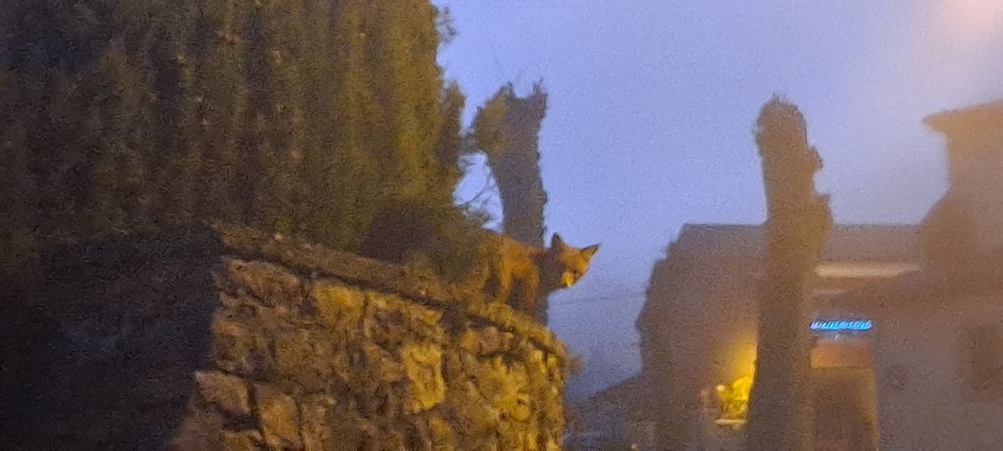 el rapusu de Cangas de Onís.jpg