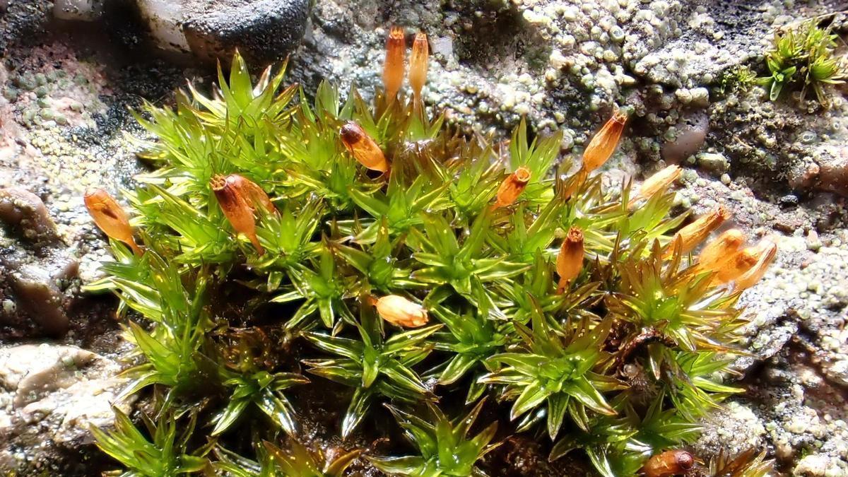 Orthotrichum anomalum, una de les espècies que s'han registrat