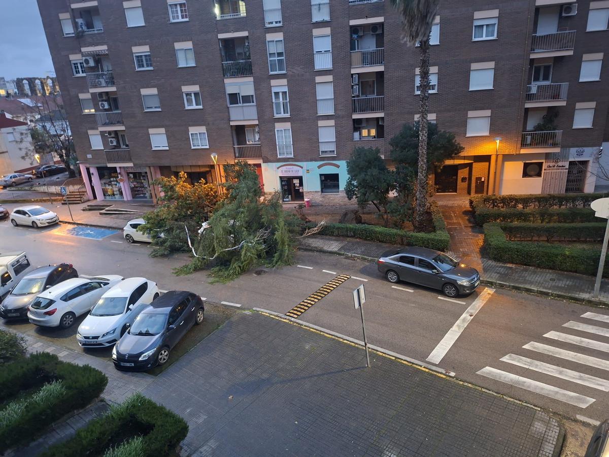 Daños causados por el vendaval.