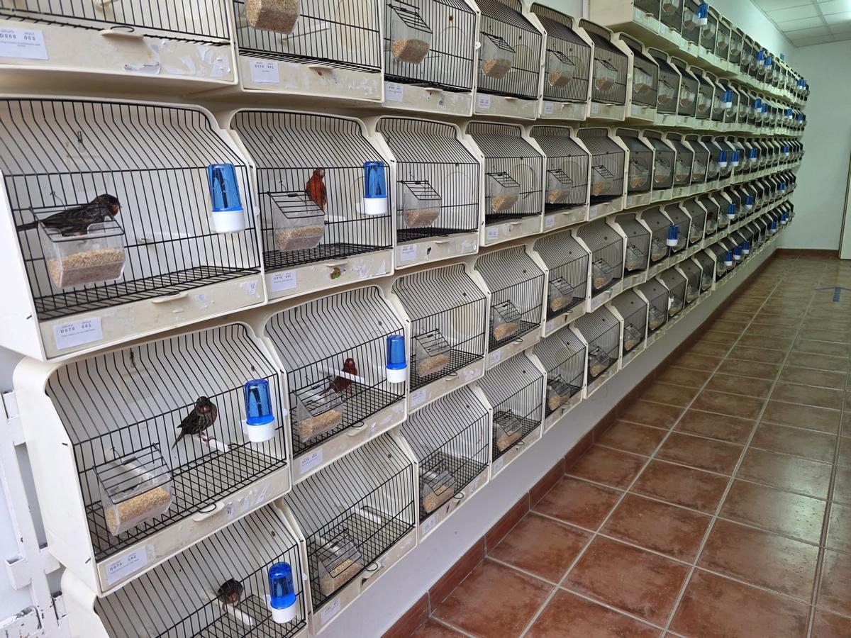 Distintos tipos de pájaros en sus jaulas