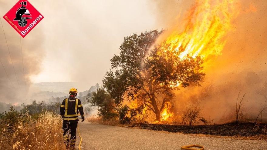 Un experto estima que cerca de 70.000 animales han sido abrasados por el incendio del Vall d&#039;Ebo
