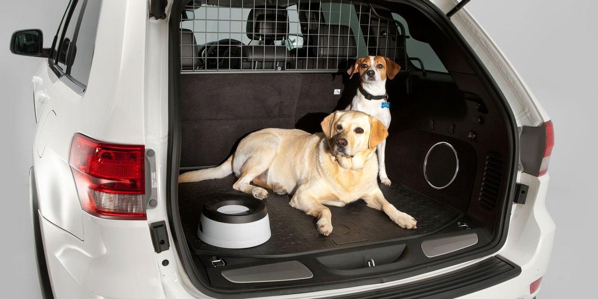 Dos perros viajan en el maletero de un coche.