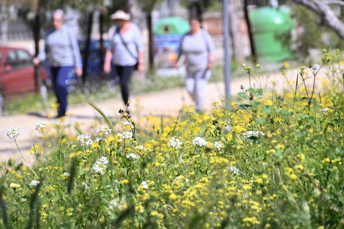 La intensa floración de este año por las lluvias está generando ya alergias