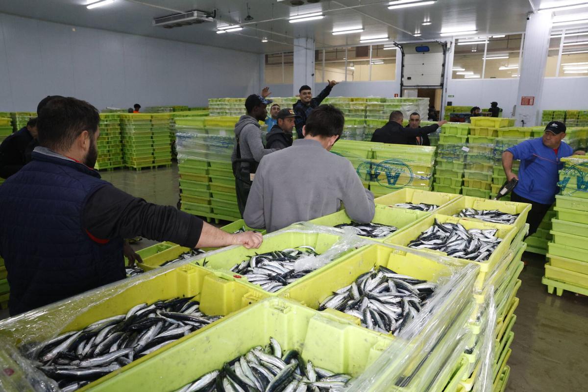 EN IMÁGENES: "Intensa y épica" descarga en Lonja Gijón: más de 65.000 cajas de bocarte y 550.000 kilos de pescado rulado