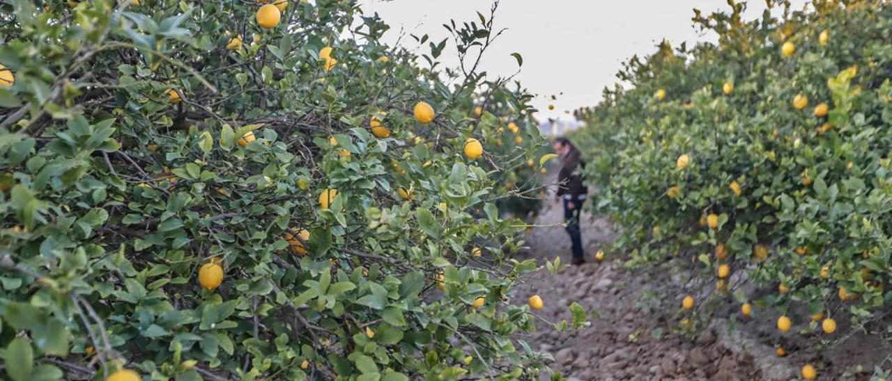 Diputación, agricultores e Instituto del Agua advierten al Gobierno de que el nuevo plan del Tajo condena el trasvase