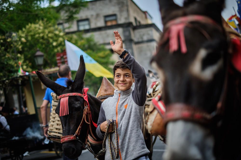 Noche de los burros en La Laguna