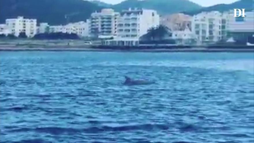 Delfines en la bahía de Sant Antoni