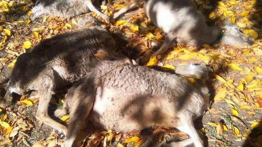14 ovejas muertas en San Juan de la Cuesta