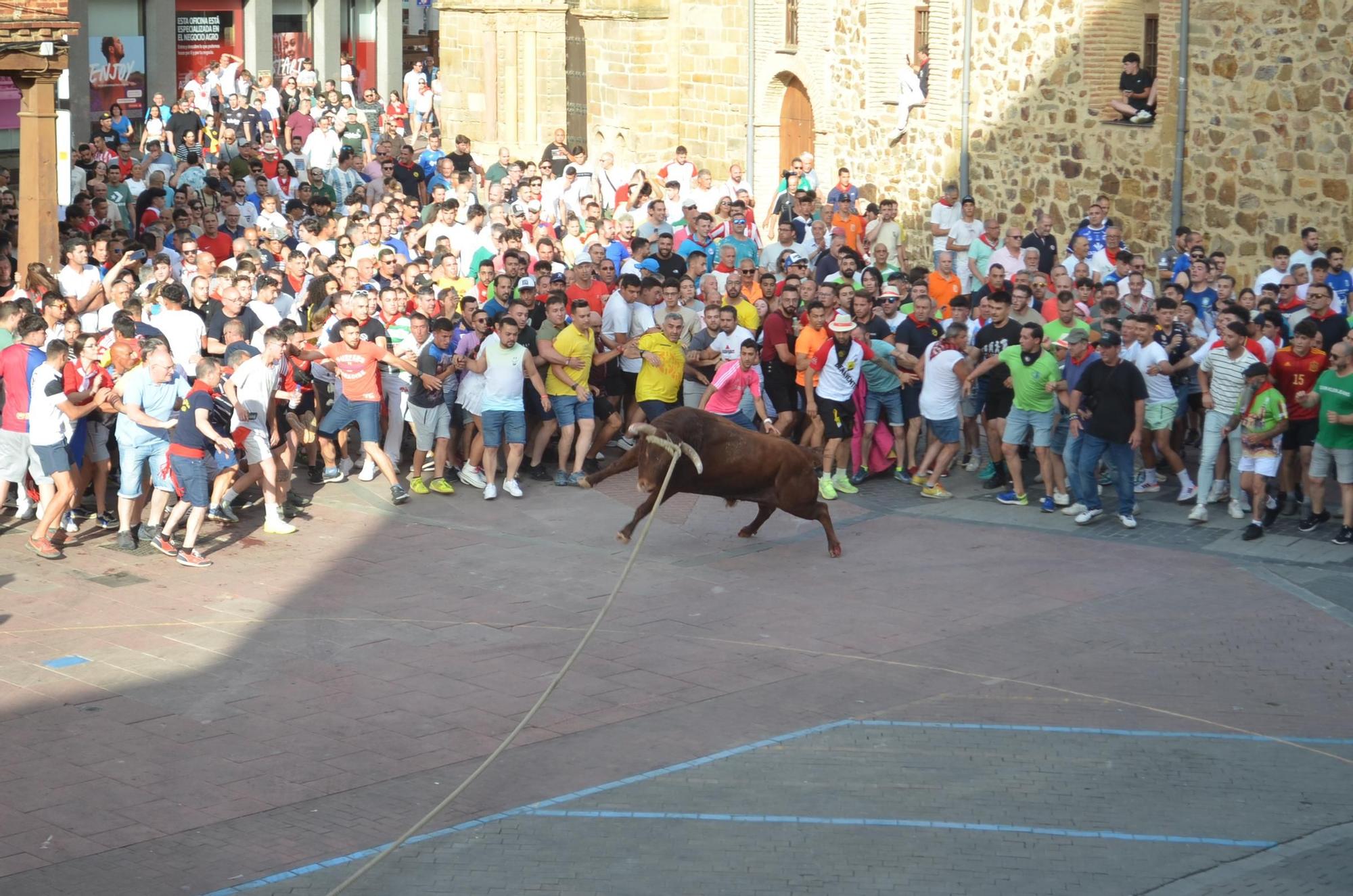 Así ha sido la carrera del torito Espléndido en Benavente