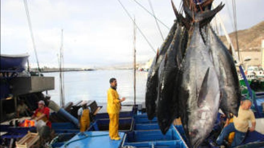 magen de archivo de la descarga del atún en Canarias.