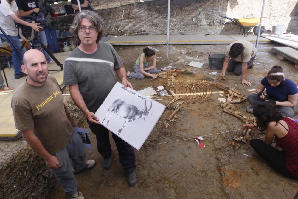 Troben un nou esquelet de bòvid al Camp dels Ninots de Caldes