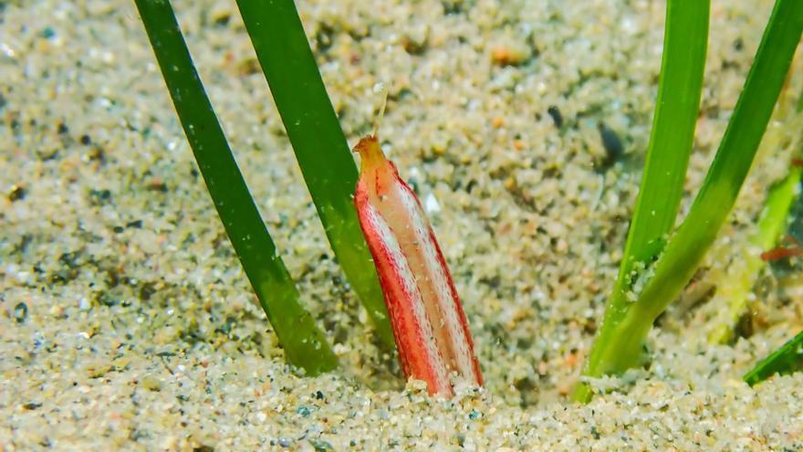 Observen per primera vegada la floració dels prats marins de gram al golf de Roses i a Pals