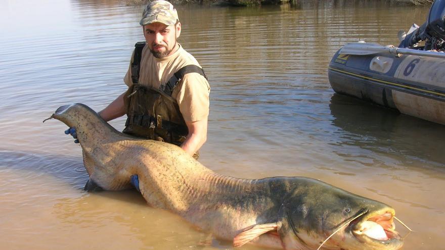 El siluro, pez gigante invasor, a las puertas de Doñana