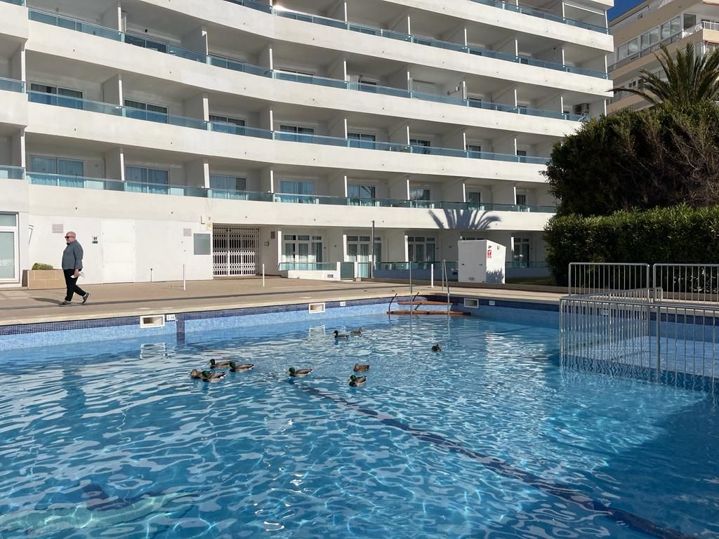 FOTOS: Una colonia de patos se adueña de una piscina turística en Mallorca
