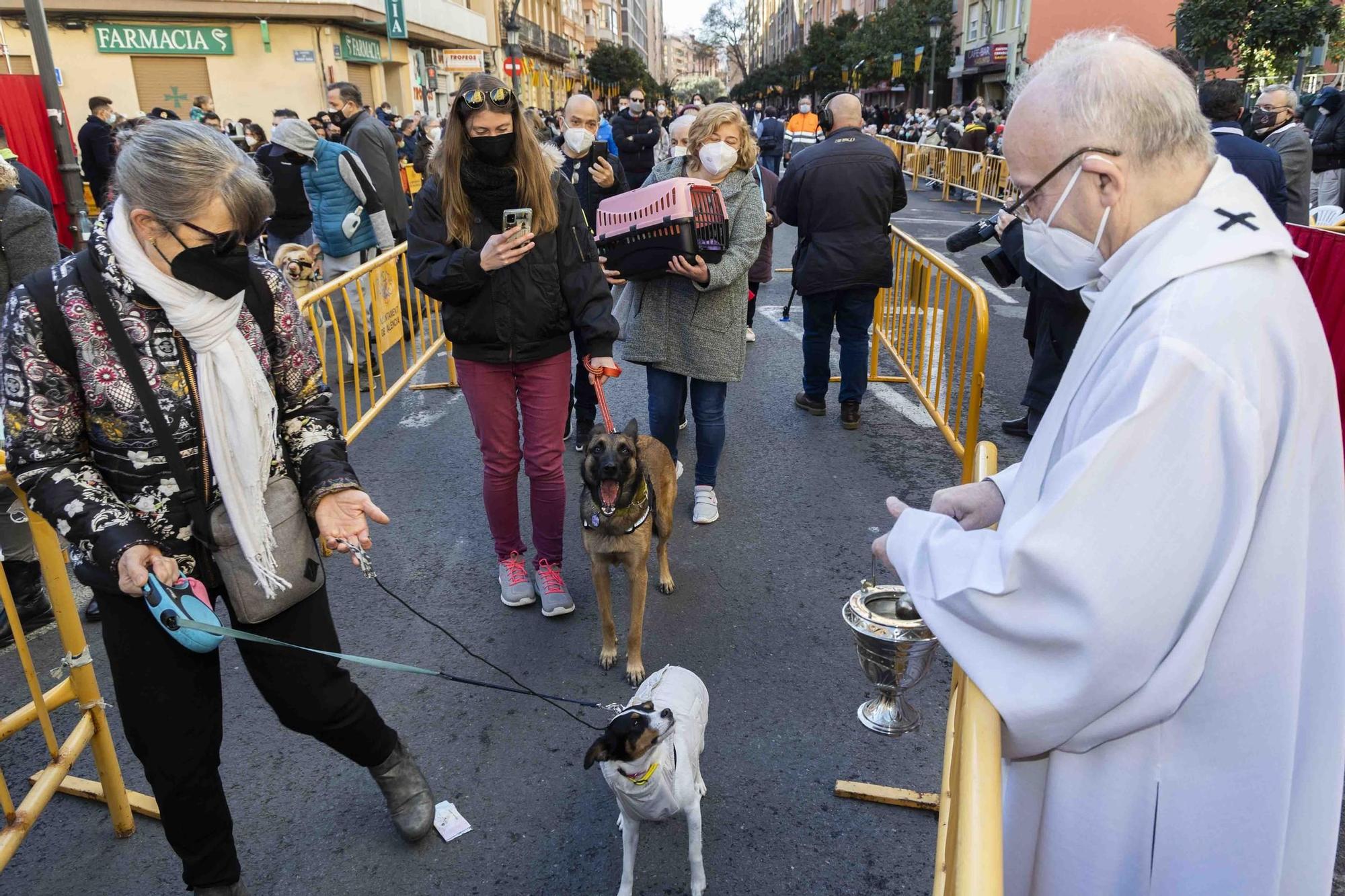 Búscate en la bendición de animales de Sant Antoni