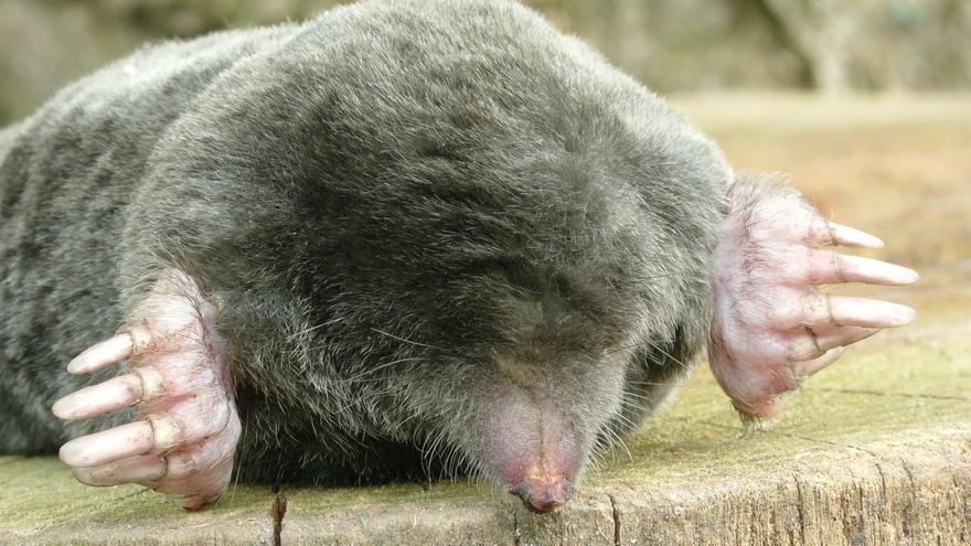 Descubren dos nuevas especies de topo que permanecían ocultas en las montañas