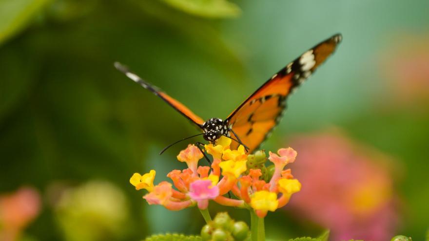 La Xunta impulsa una red de seguimiento de mariposas en el Aloia