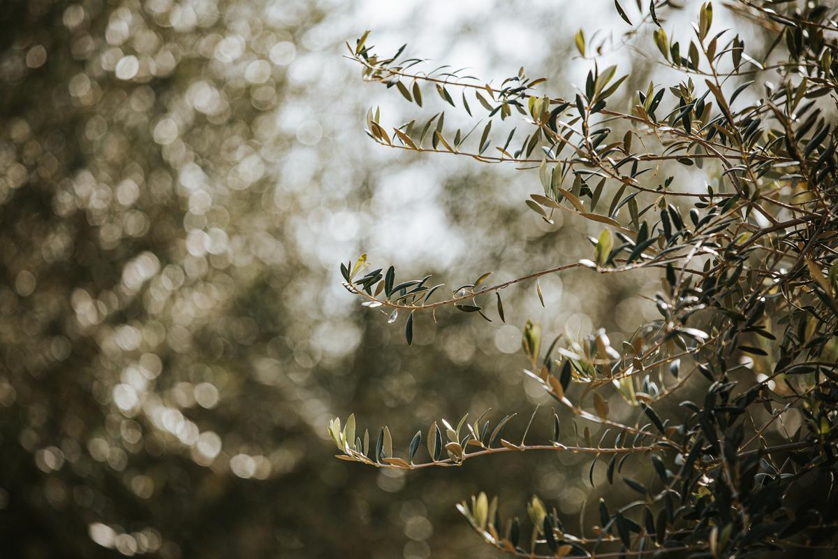 Vista de un cultivo de olivos que requiere agua de regadío para su mantenimiento.