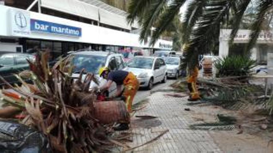 Umgestürzte Palme auf dem Paseo Maritimo.