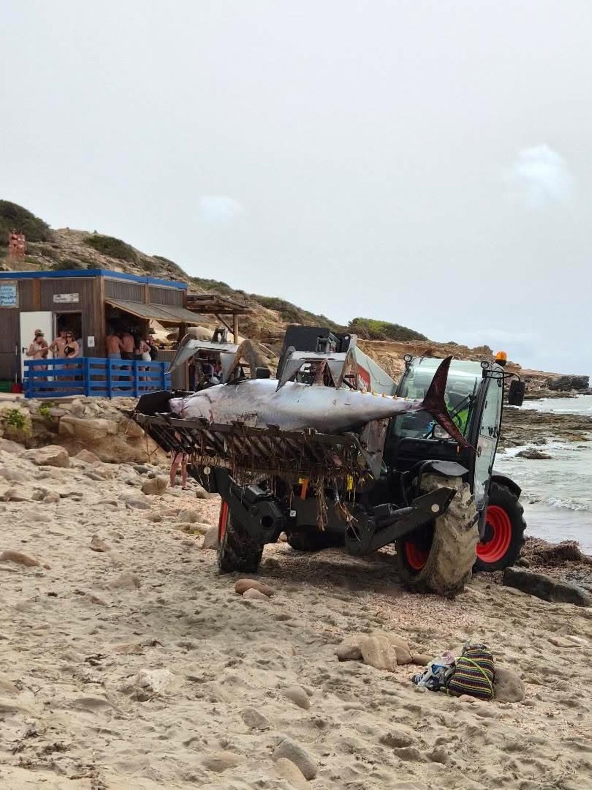 El atún siendo retirado de la playa.