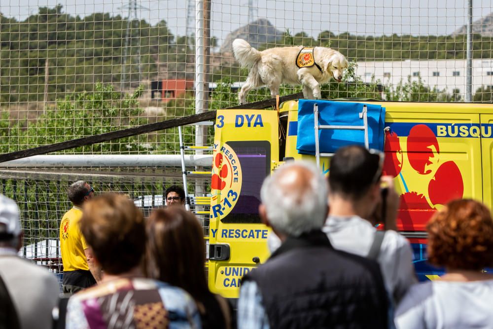 Concurso canino Villa de La Nucía 2018.