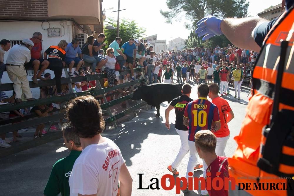 Primer encierro de Calasparra