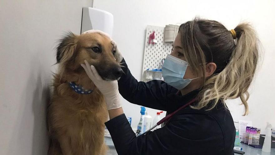 Cristina García, veterinaria zaragozana: «Hay que prepararse psicológicamente para esta profesión»