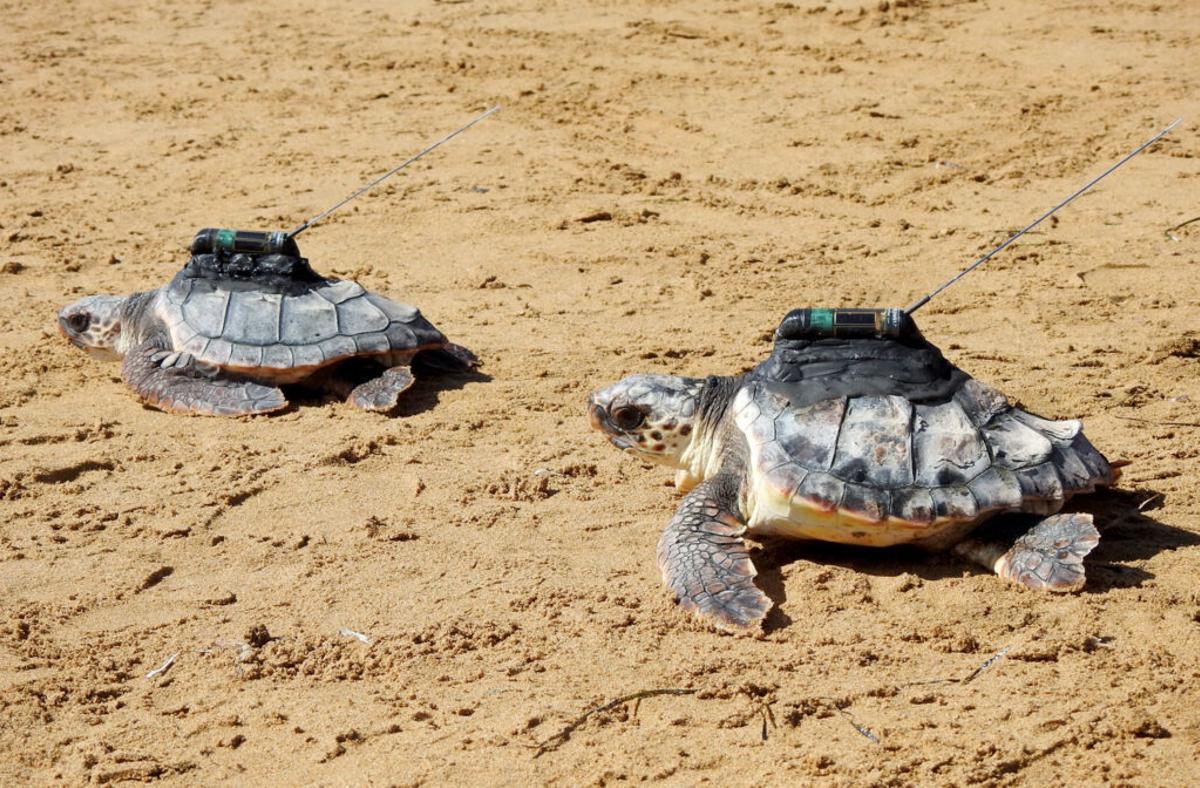 La proeza de la pequeña tortuga ‘Argonauta’ desde Murcia hasta Grecia