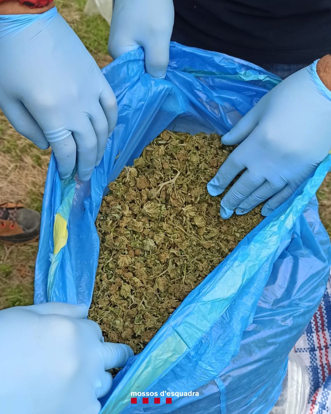 Descobreixen prop de 37 quilos de marihuana oculta en tres búnquers de Masarac