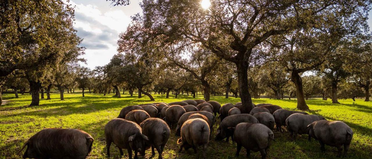 La mayor dehesa de Europa | Explotación de cerdo ibérico en la comarca de Los Pedroches. |