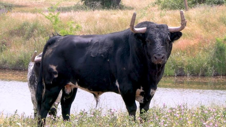 Este es Siguiñuelo, el toro enmaromado de Benavente